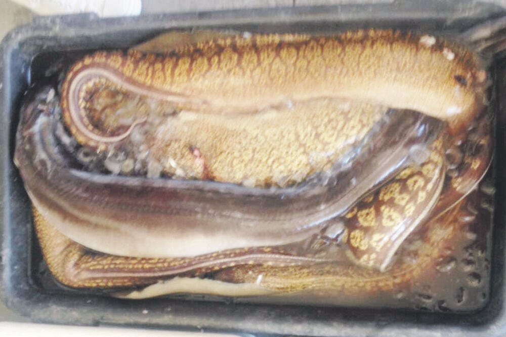 podvodni ribolov Ulcinj, Foto: Samir Adrović