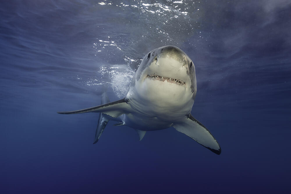 Bijela ajkula, Foto: Shutterstock