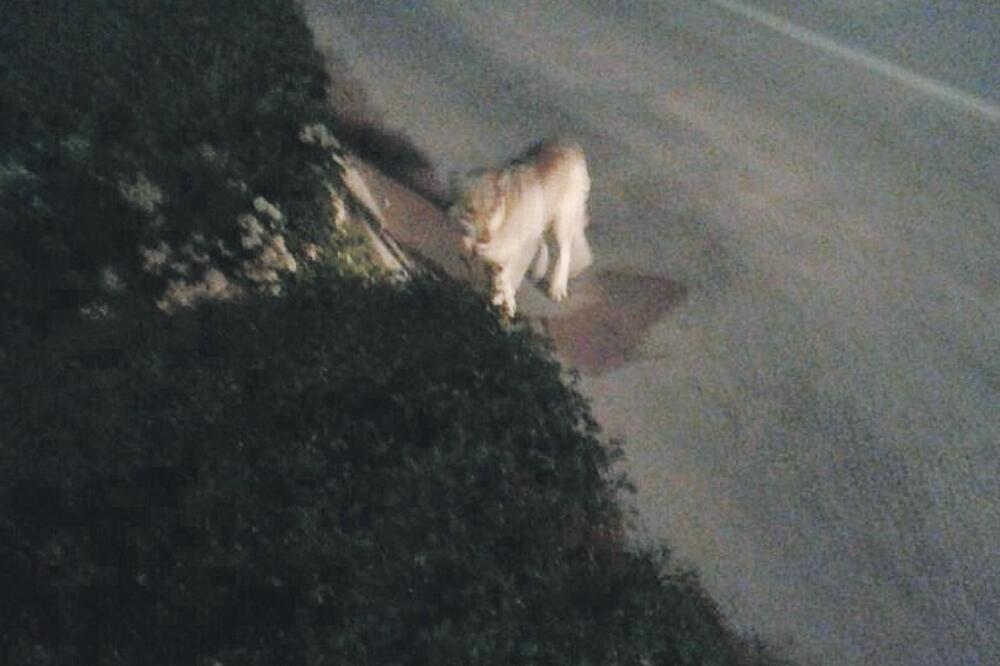 vuk Nikšić, Foto: Ivica Drašković