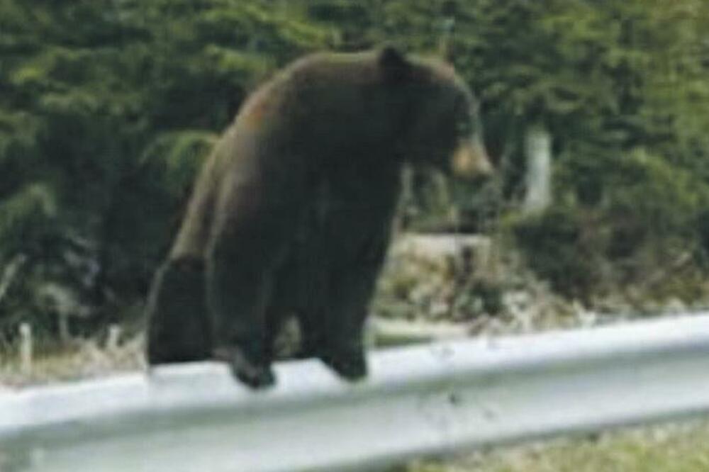 medvjed Rožaje, Foto: Privatna arhiva