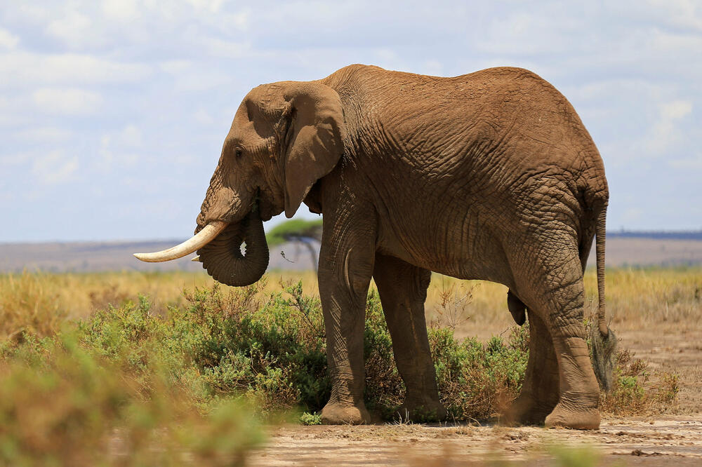 slon, Foto: Reuters