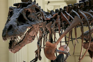 Tiranosaurus reks grizao silom jednakom težini tri automobila