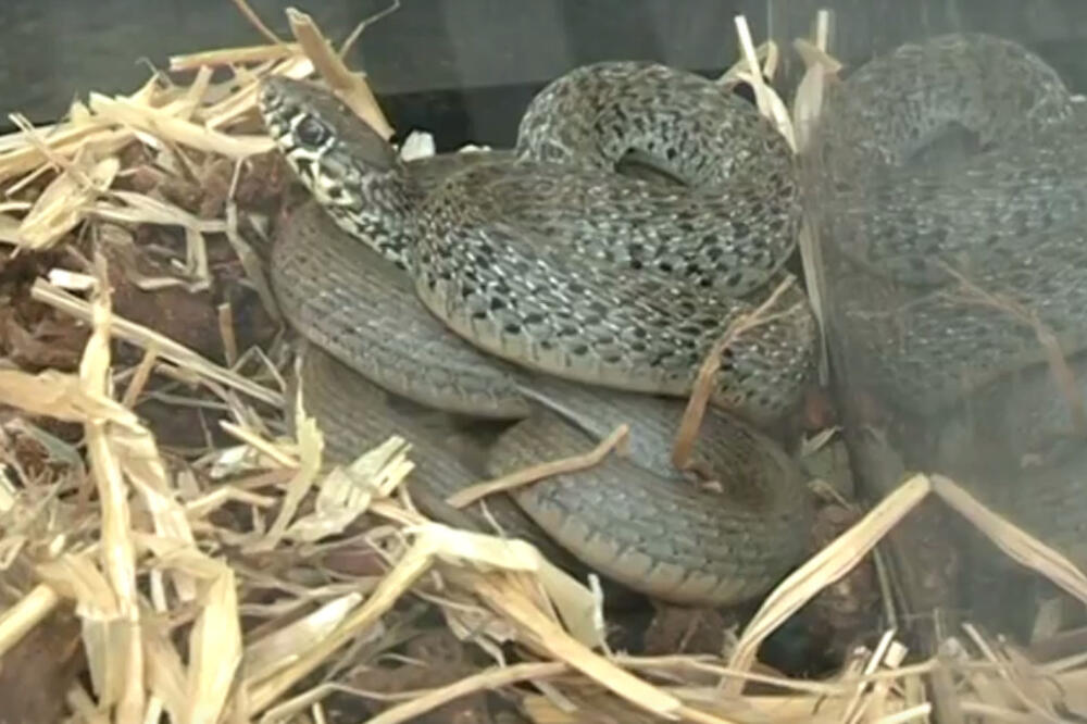 zmija KCCG, Foto: Printscreen (TV Vijesti)