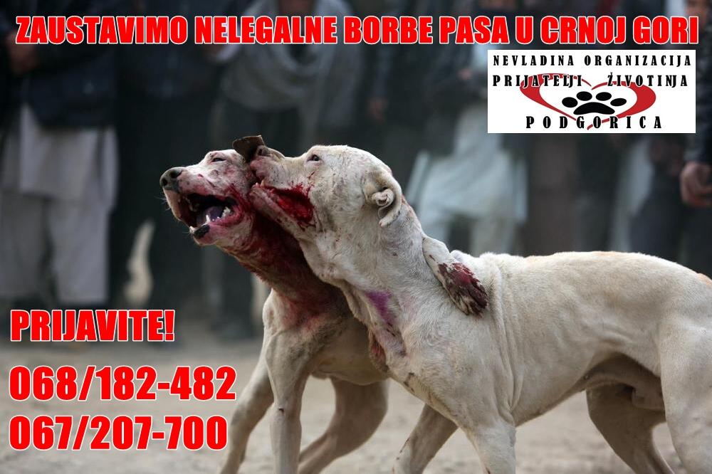 Borbe pasa, Foto: NVO Prijatelji životinja Podgorica