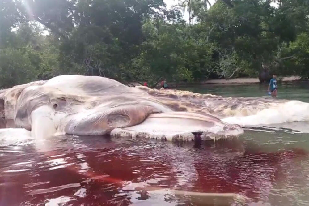 kit lignja, Foto: Printscreen