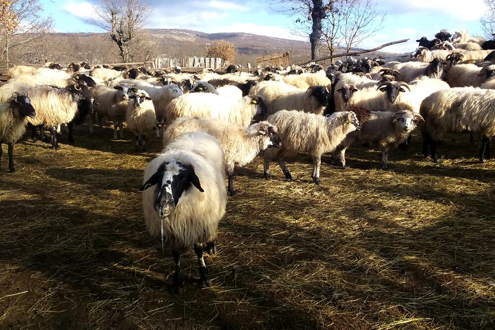 ovce plavi jezik, Foto: Svetlana Mandić