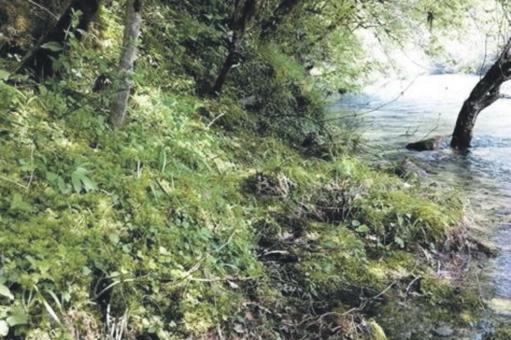 Rijeka Zeta, Foto: Green Home