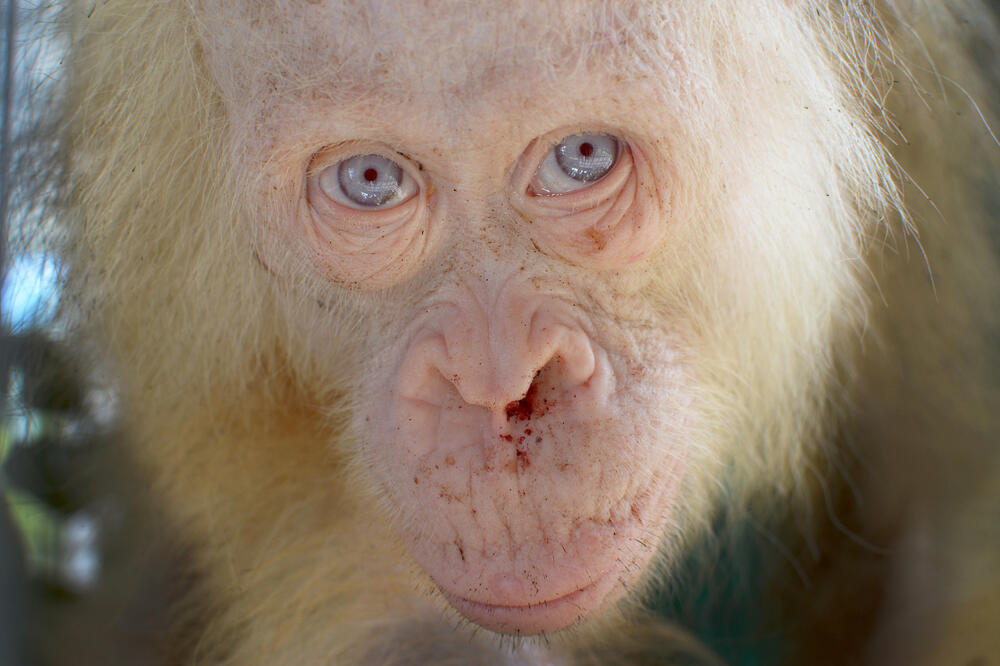 Albino orangutan, Foto: Reuters