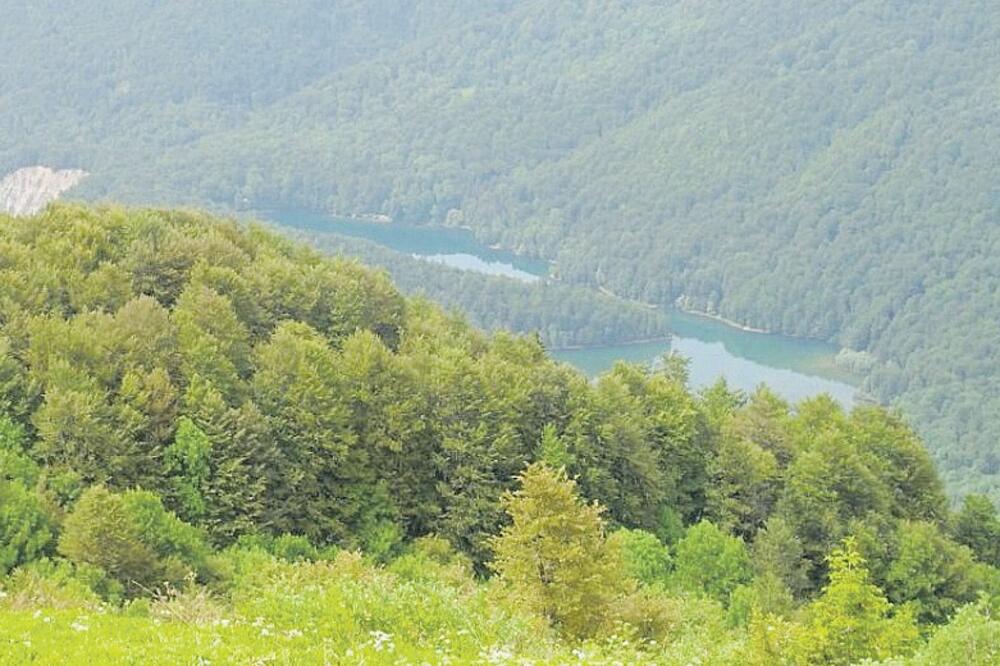 Biogradska gora, Foto: Dragana Šćepanović