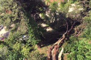 Herceg Novi: Stanari upozoravali na bor koji se jutros srušio