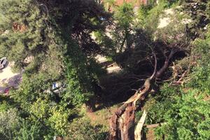 Herceg Novi: Stanari upozoravali na bor koji se jutros srušio