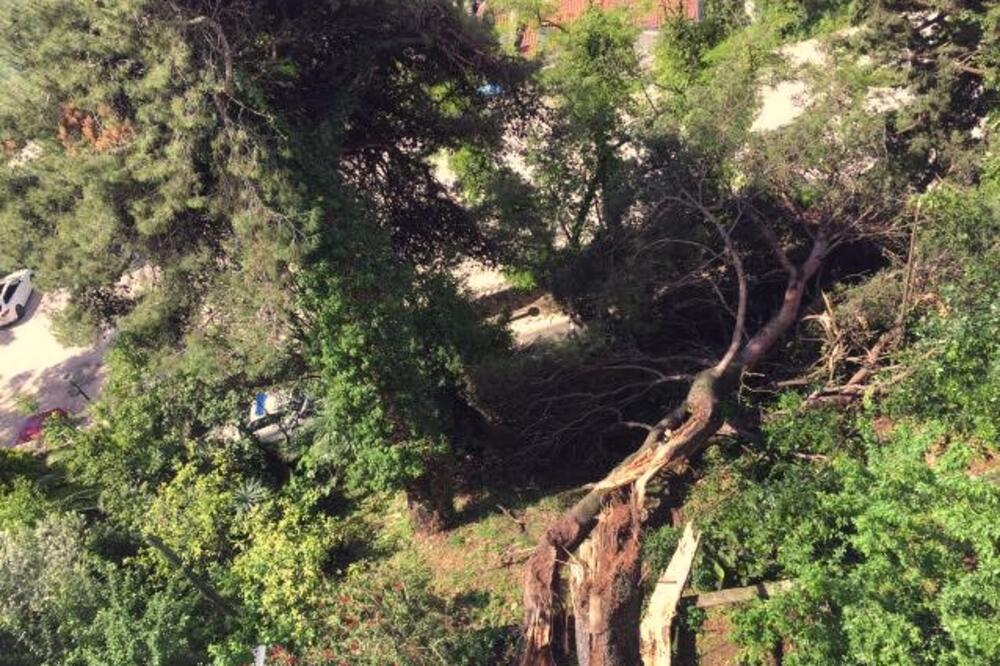 bor HErceg Novi, Foto: Slavica Kosić