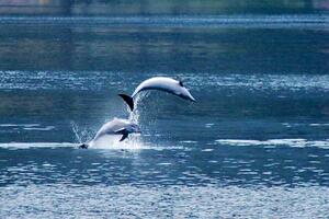 Francuska zabranila uzgajanje delfina i kitova u zatočeništvu