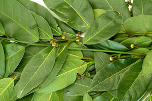 Ljekovita svojstva lovora