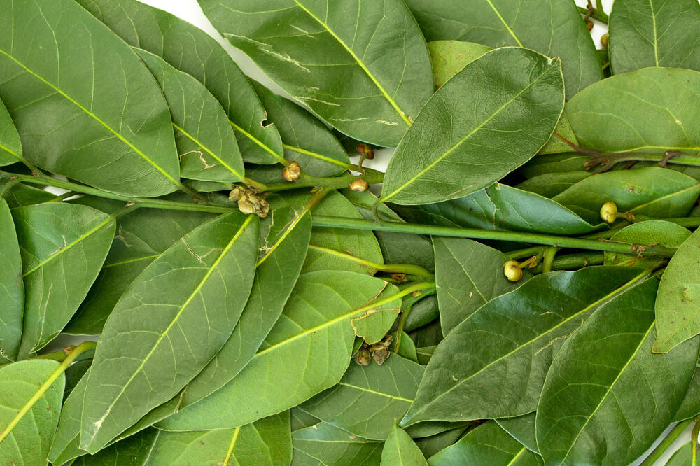 lovor, Foto: Shutterstock