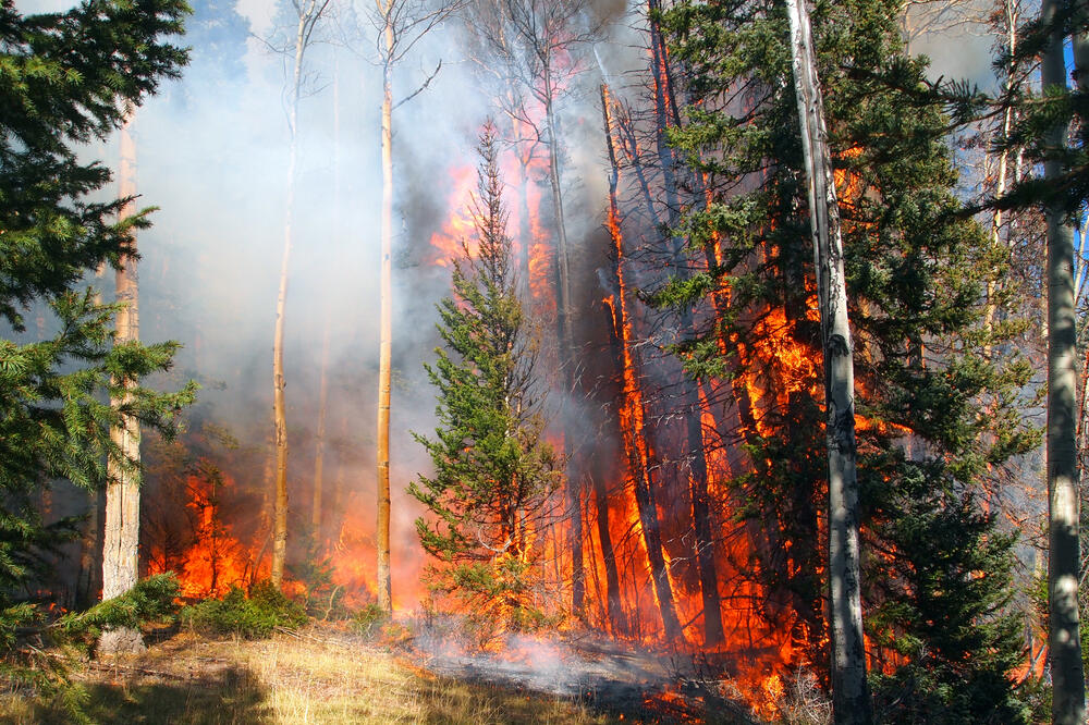 šuma, požar, Foto: Shutterstock