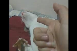 Pogledajte kako jedna mačka glumi za Oskara