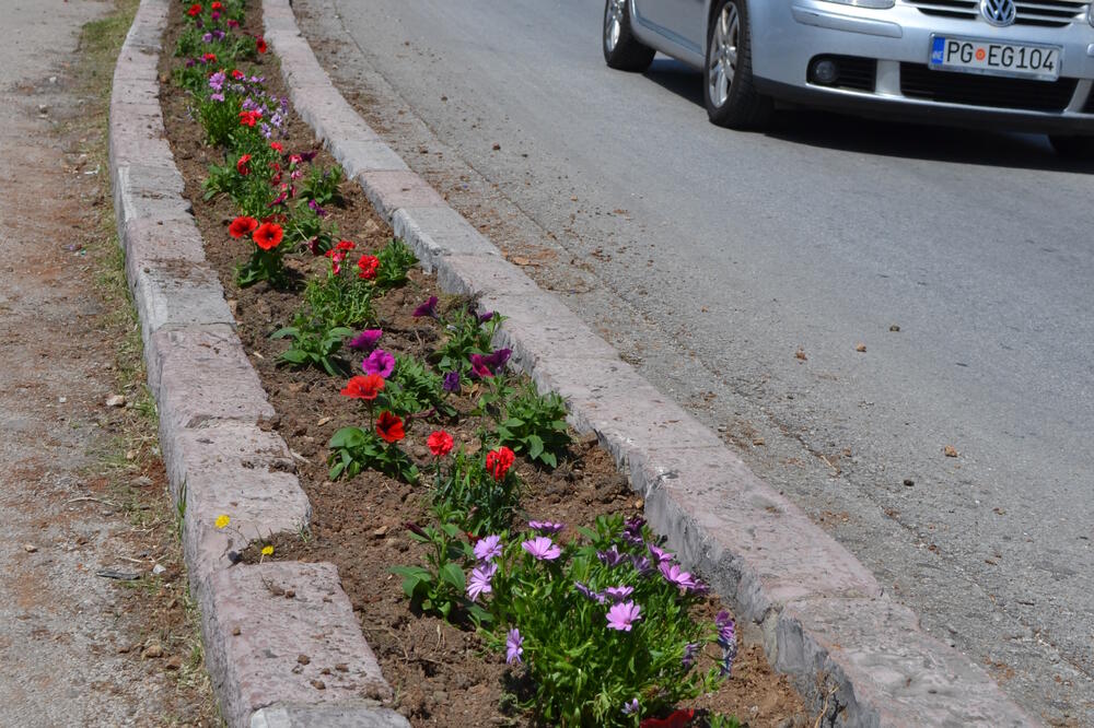 Cvijeće, Herceg Novi, Građanska lista za Herceg Novi-Mišo Škobalj, Foto: Građanska lista za Herceg Novi-Mišo Škobalj