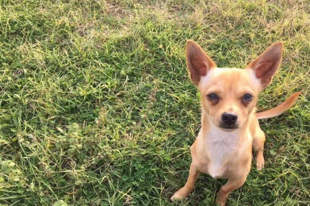 Čivava Grizja, Foto: Privatna arhiva