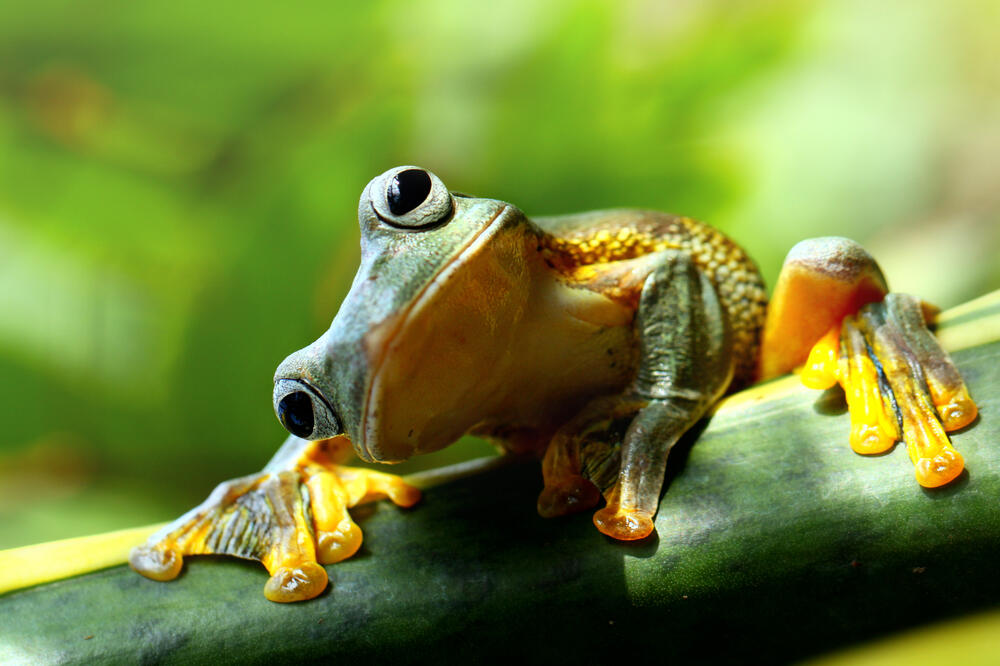 žaba, Foto: Shutterstock