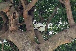 Policiji prijavili mačku "naoružanu puškom"