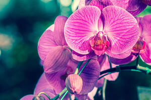 Orhideja: Šest pravila uz koje će osjetljive ljepotice procvjetati