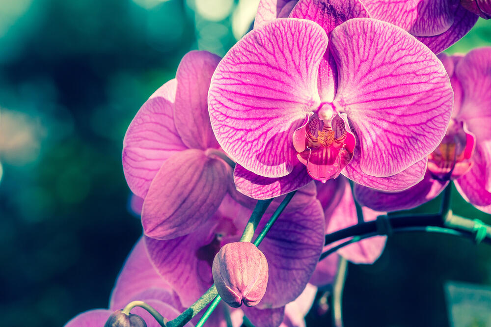 orhideja, Foto: Shutterstock