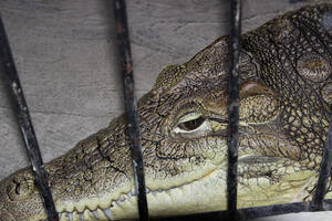 On je bio na sigurnom: Krokodil posmatrao gašenje požara u kući