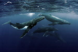 Kako izbjeći predatora: Mladunci grbavih kitova i njihove majke...