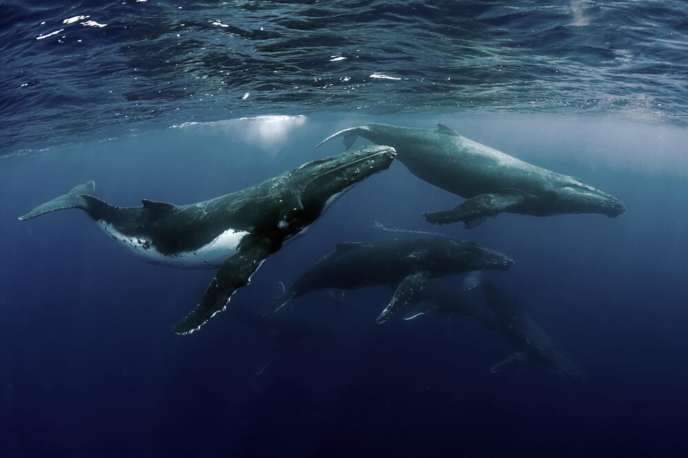 Grbavi kitovi, Foto: Shutterstock