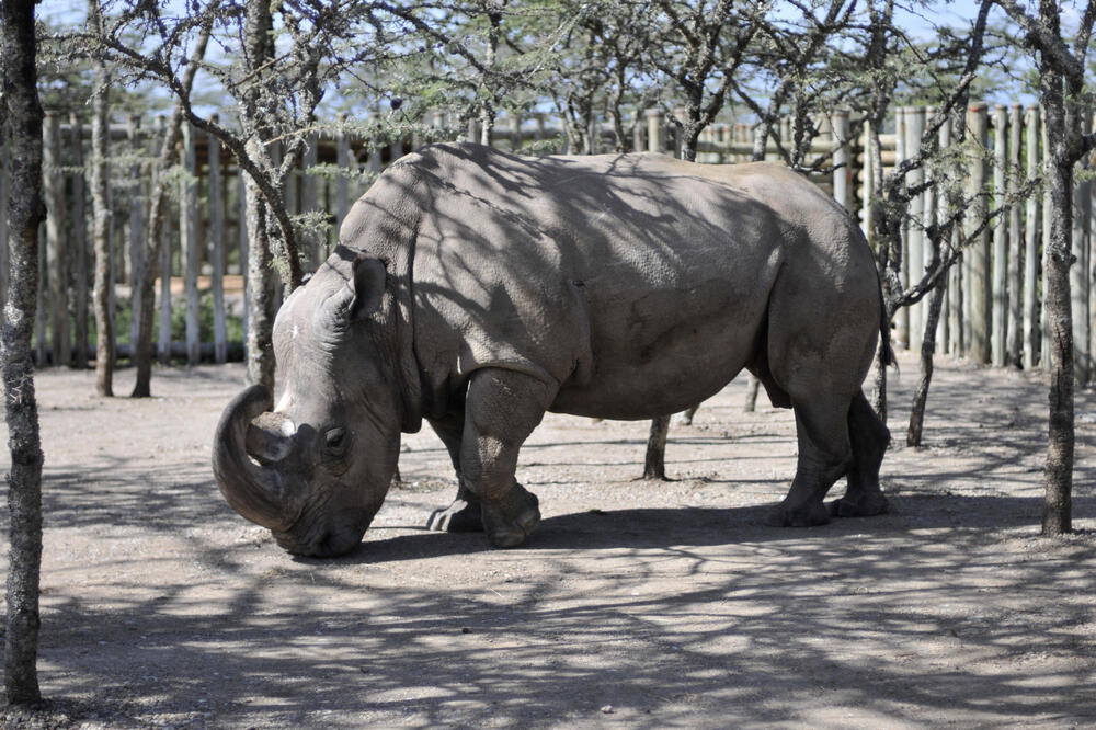 Bijeli nosorog, Foto: Beta/AP