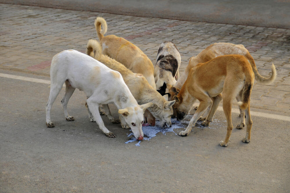 psi lutalice, Foto: Shutterstock.com