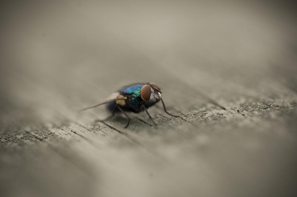 muva, Foto: Shutterstock