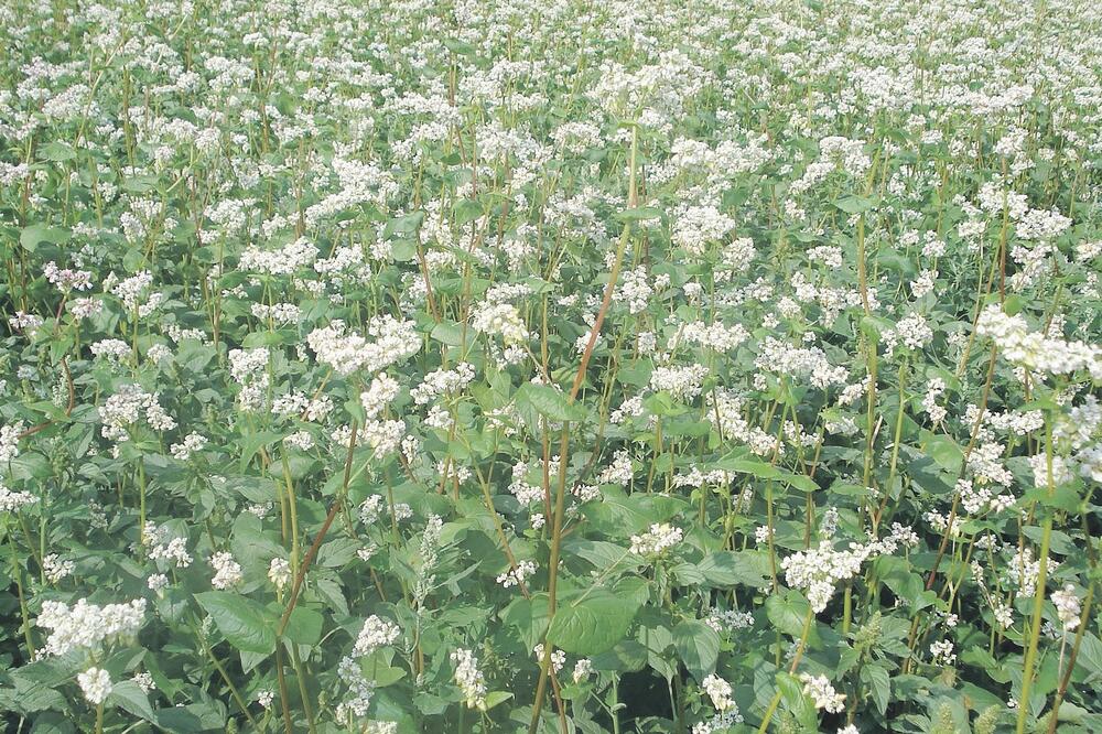 heljda Bijelo Polje, Foto: Privatna arhiva