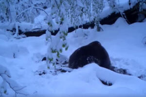 Pogledajte snimak sa Biogradske gore: Medvjed se probudio iz...