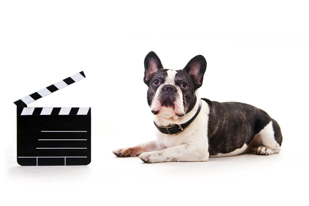 pas, film, Foto: Shutterstock