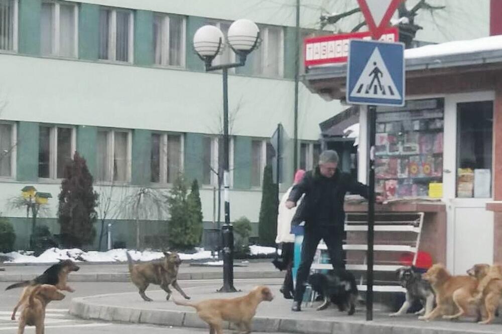 psi lutalice, Rožaje, Foto: Čitalac Vijesti