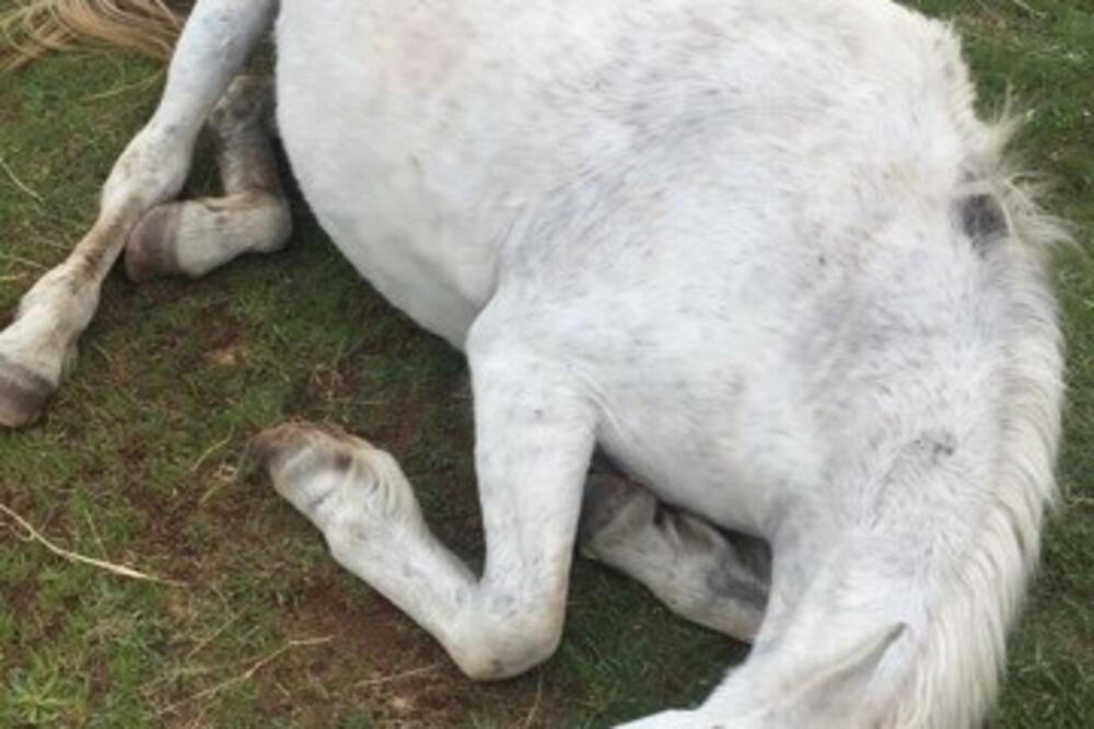 konj, Stari aerodrom, Foto: Čitalac "Vijesti"