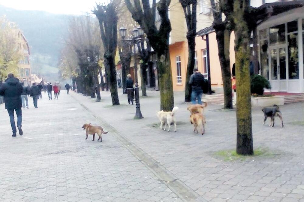 Psi lutalice, Foto: Arhiva Vijesti