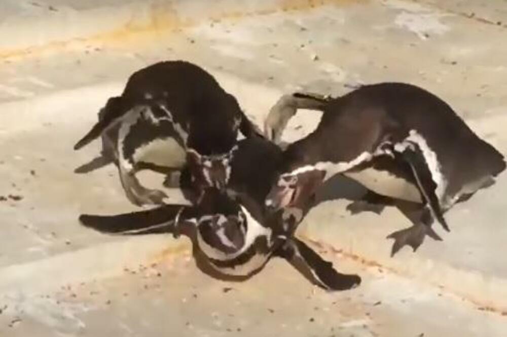 pingvin, Foto: Printscreen