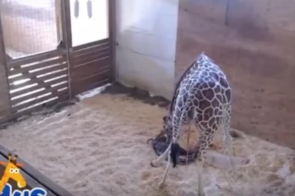 žirafa Ejpril, Foto: Screenshot (YouTube)