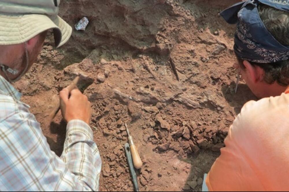 dinosaurus Tanzanija, Foto: Twitter.com