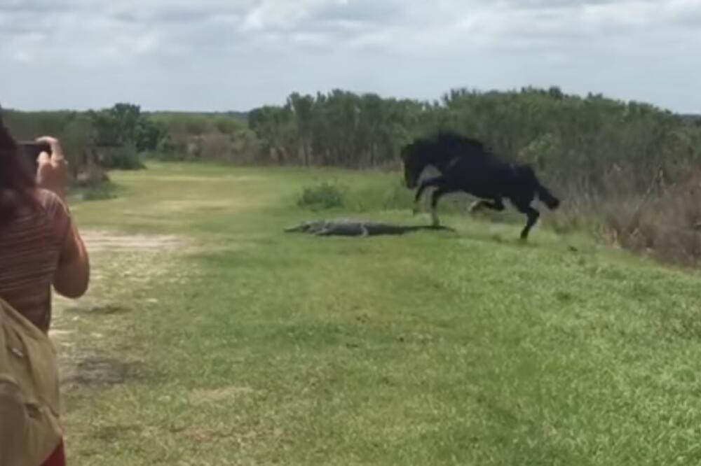 konj aligator, Foto: Youtube screenshot