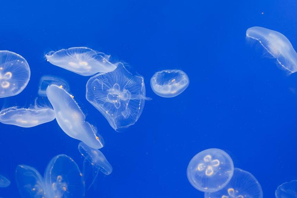 meduze, Foto: Shutterstock.com