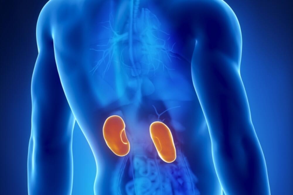 bubrezi, Foto: Shutterstock