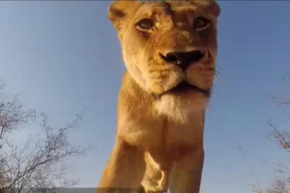 lavica, Foto: Screenshot