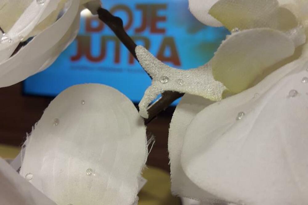 Boje jutra, Foto: Mileva Žurić