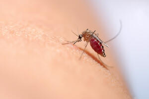 Šta najviše odbija komarce