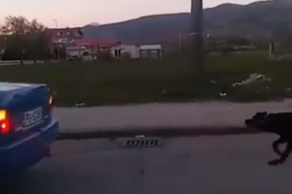 Zlostavljanje psa, Nikšić, Foto: Screenshot (YouTube)