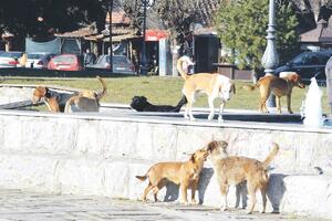 Desetine hiljada eura odšteta za napade pasa: Postoje li oni koji...